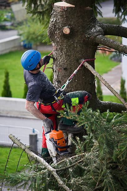 Best Hedge Trimming  in Lester Prairie, MN